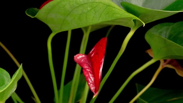 Mooie Tijd Verstrijken Van Het Openen Van Rode Anthurium Bloem — Stockvideo