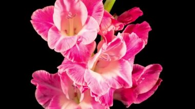 Siyah Arkaplanda Pembe Gladiolus Çiçeğinin Güzel Zaman Süreleri.