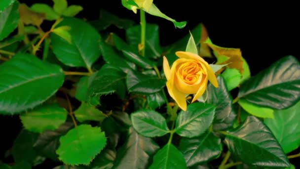 Прекрасний Час Лапс Відкриття Жовтої Троянди Квітка Чорному Тлі — стокове відео