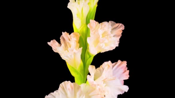 Schöner Zeitraffer Der Eröffnung Der Weißen Gladiolenblume Auf Schwarzem Hintergrund — Stockvideo