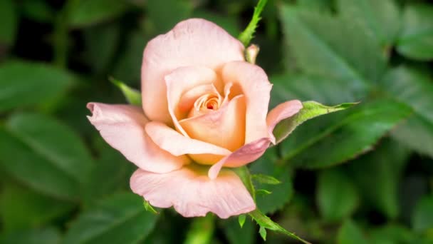 Mooie Tijd Verstrijken Van Het Openen Van Witte Roos Bloem — Stockvideo