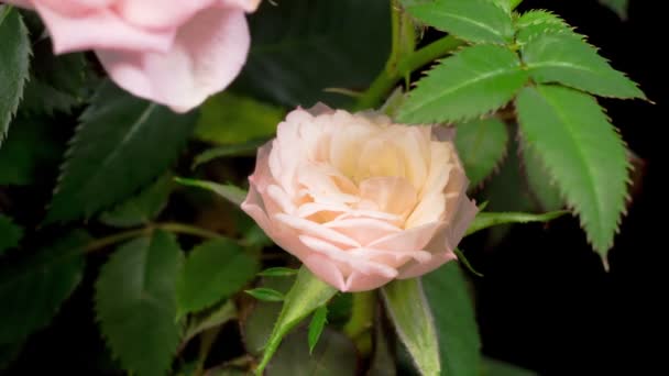 Hermoso Lapso Tiempo Apertura Flor Rosa Blanca Sobre Fondo Negro — Vídeos de Stock