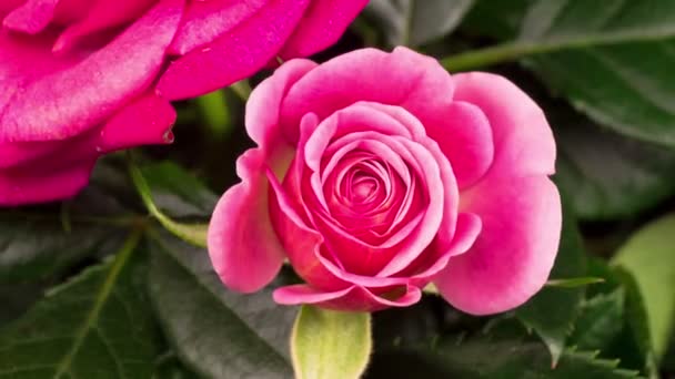 Siyah Arkaplanda Mor Gül Çiçeğinin Güzel Zaman Süreleri — Stok video