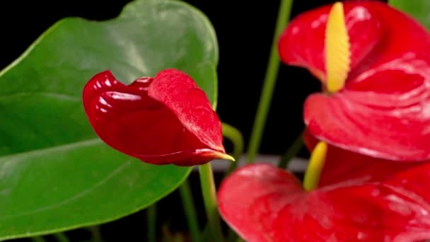 Gyönyörű Idő Elévülése Megnyitása Red Anthurium Virág Fekete Háttér — Stock videók