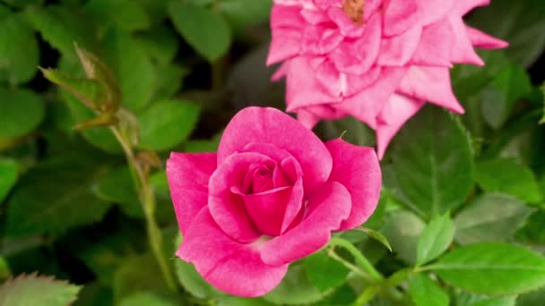 Όμορφη Χρονική Συνήθεια Του Ανοίγματος Μοβ Τριαντάφυλλο Λουλούδι Μαύρο Φόντο — Αρχείο Βίντεο