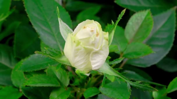 Bellissimo Intervallo Tempo Crescita White Rose Flower Sfondo Nero — Video Stock