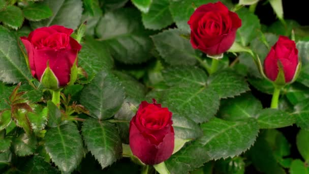 Hermoso Lapso Tiempo Apertura Flor Rosa Roja Sobre Fondo Negro — Vídeos de Stock