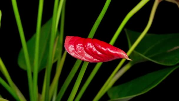 Gyönyörű Idő Elévülése Megnyitása Red Anthurium Virág Fekete Háttér — Stock videók