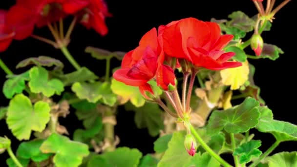 Vackra Time Lapse Blommande Rött Geranium Svart Bakgrund — Stockvideo