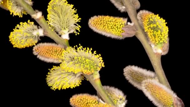 Time Lapse Spring Willow Opening Yellow Fluffy Buds Inglés Fondo — Vídeos de Stock