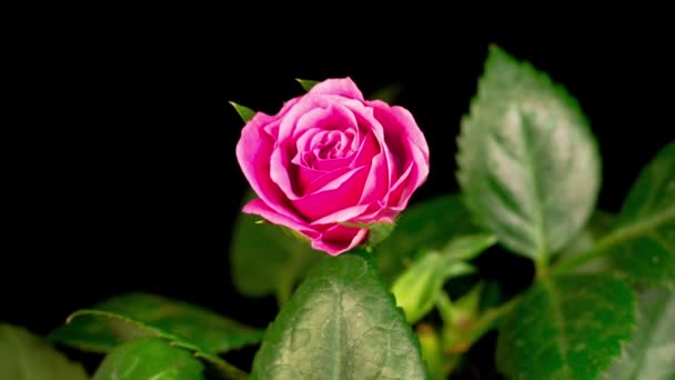 Krásný Čas Uplynutí Otevření Růžové Růže Květ Černém Pozadí — Stock video