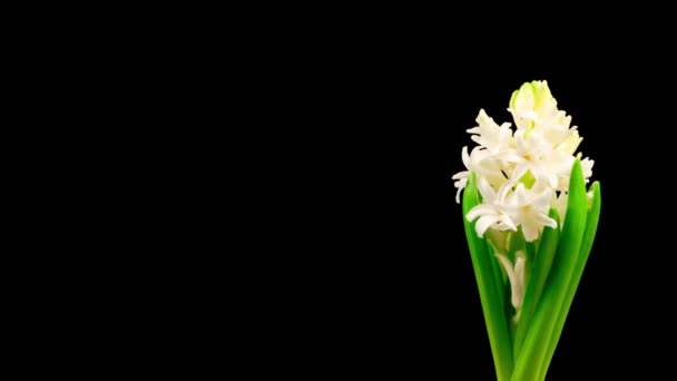 Growing Opening White Hyacinth Flower Black Background Time Lapse — Stock Video