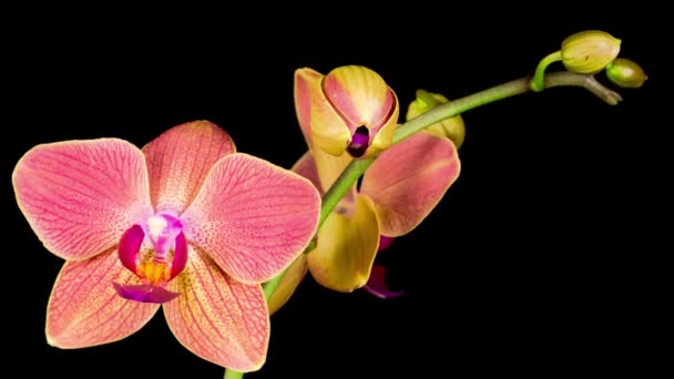 Blommande Röd Orkidé Phalaenopsis Blomma Svart Bakgrund Tidsförskjutning Negativt Utrymme — Stockvideo