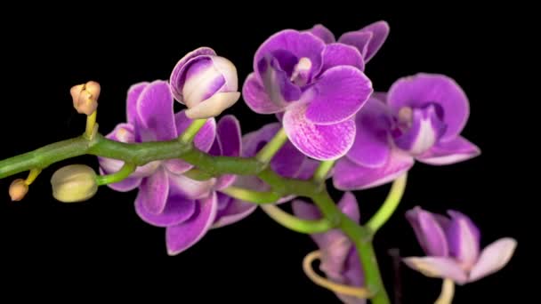 Blommande Lila Orkidé Phalaenopsis Blomma Svart Bakgrund Tidsförskjutning Negativt Utrymme — Stockvideo