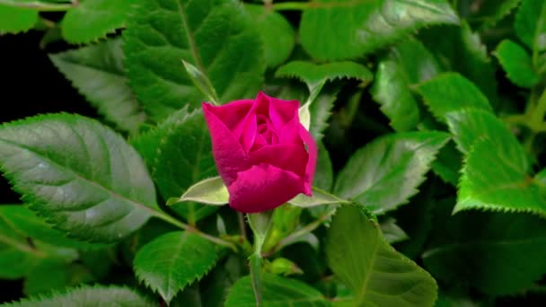 Mooie Tijd Verstrijken Van Het Openen Van Purple Rose Bloem — Stockvideo
