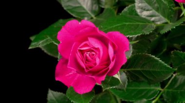 Siyah Arkaplanda Pembe Gül Çiçeği Açmanın Güzel Zaman Süreleri.