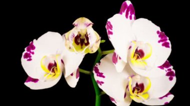 Çiçekli Beyaz Orkide Siyah Arkaplanda Phalaenopsis Çiçeği. Zaman aşımı. Negatif Alan.