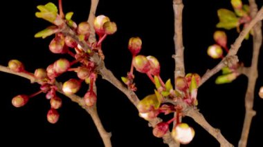 Beyaz Çiçekler Kiraz Ağacı 'nda çiçek açıyor. Karanlık Arkaplan. Zaman Uygulaması.