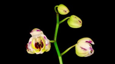 Çiçekli Beyaz Orkide Siyah Arkaplanda Phalaenopsis Çiçeği. Zaman aşımı. Negatif Alan.