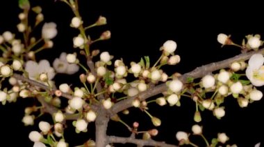 Vahşi Erik Ağacı 'nın dallarında beyaz çiçekler açar. Karanlık Arkaplan. Zaman Uygulaması.