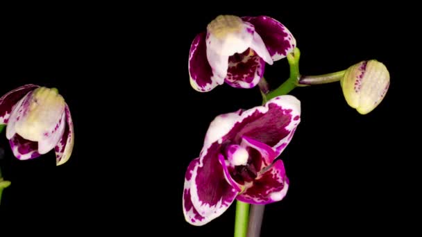 Blommande Lila Orkidé Phalaenopsis Blomma Svart Bakgrund Tidsförlopp — Stockvideo