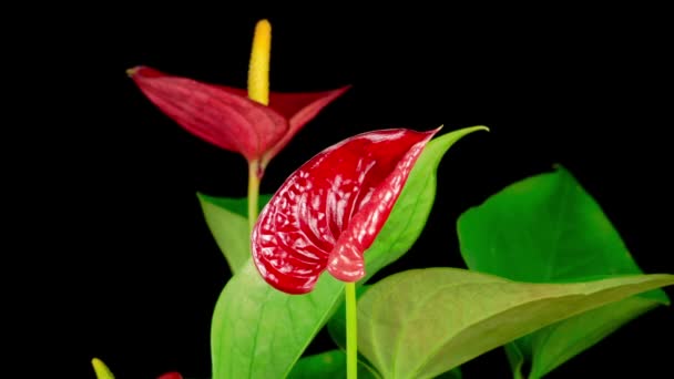 Beautiful Time Lapse Opening Red Anthurium Flower Black Background — Stock Video