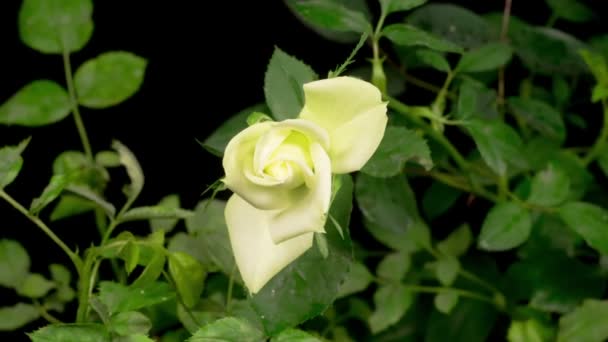 Bellissimo Intervallo Tempo Apertura White Rose Flower Sfondo Nero — Video Stock