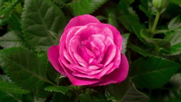 Bellissimo Lasso Tempo Apertura Rosa Rosa Fiore Sfondo Nero — Video Stock