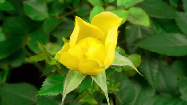 Mooie Tijd Verstrijken Van Groei Verwelken Gele Roos Bloem Zwarte — Stockvideo