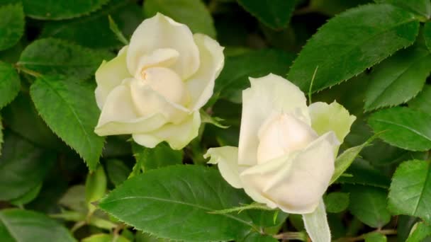 Mooie Tijd Verstrijken Van Groei Witte Roos Bloem Zwarte Achtergrond — Stockvideo