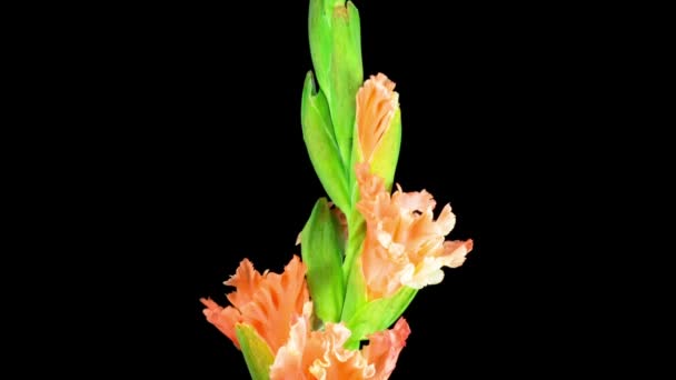 Beautiful Time Lapse Opening Orange Gladiolus Flower Black Background — Stock Video