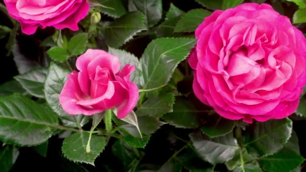 Hermoso Lapso Tiempo Apertura Rosa Flor Sobre Fondo Negro — Vídeo de stock