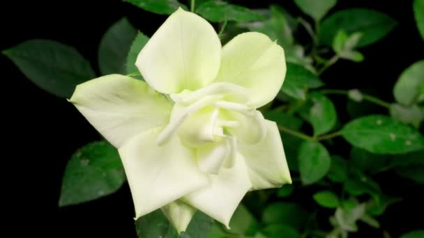 Beautiful Time Lapse Growth Opening White Rose Flower Black Background — Stock Video