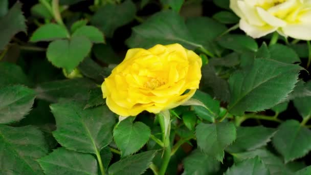 Mooie Tijd Verstrijken Van Het Openen Van Gele Roos Bloem — Stockvideo