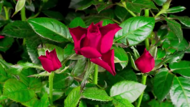 Tempo Bonito Lapso Crescimento Abertura Flor Rosa Vermelha Fundo Preto — Vídeo de Stock