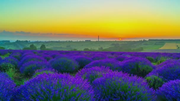 Temps Écoulé Depuis Lever Soleil Sur Champ Lavande — Video