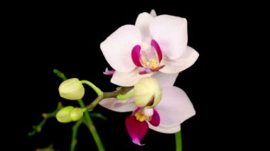 Çiçekli Beyaz Orkide Siyah Arkaplanda Phalaenopsis Çiçeği. Zaman aşımı. Negatif Alan.
