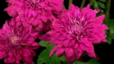 Güzel Pembe Kasımpatı 'nın Zaman Hızı Siyah Arkaplan Karşısında Açılıyor.