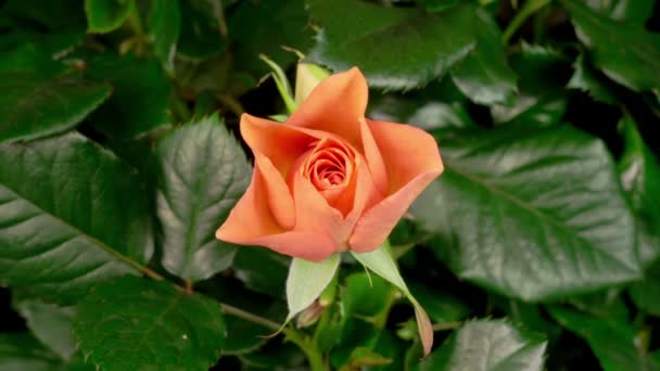 Vacker Tid Förflutit För Att Öppna Orange Rose Flower Svart — Stockvideo