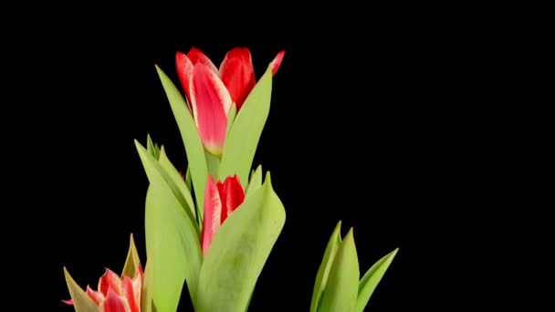Timelapse Flor Tulipán Rojo Floreciendo Sobre Fondo Negro — Vídeo de stock