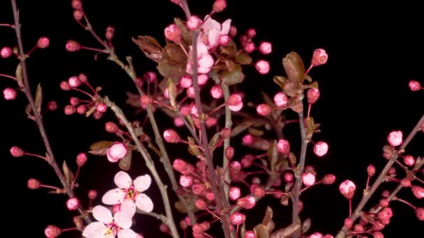 Pink Flowers Blossoms Branches Cherry Tree Dark Background Time Lapse — Stock Video