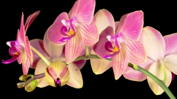 Bloeiende Rode Orchidee Phalaenopsis Bloem Zwarte Achtergrond Tijd Verstrijken Negatieve — Stockvideo