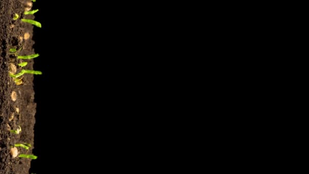 Haricots de pois poussant sur fond noir. Temps écoulé.