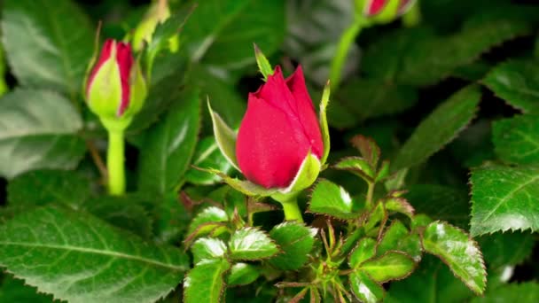 Hermoso Lapso Tiempo Apertura Flor Rosa Roja Sobre Fondo Negro — Vídeos de Stock
