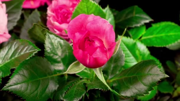 黑色背景下开放粉色玫瑰花的美丽时光流逝 — 图库视频影像