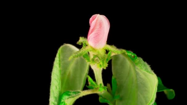 Weiße Blumen Blühen Den Ästen Des Apfelbaums Dunkler Hintergrund Zeitraffer — Stockvideo