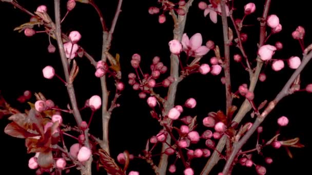Pink Flowers Blossoms Branches Cherry Tree Dark Background Time Lapse — Stock Video