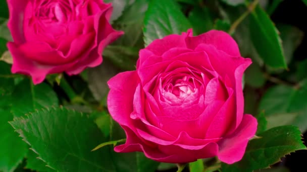 Vacker Tid Förflutit Öppning Rosa Ros Blomma Svart Bakgrund — Stockvideo