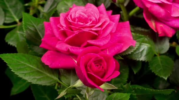 Время Раскрытия Розового Цветка Розы Черном Фоне — стоковое видео