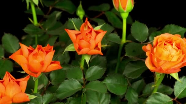 Όμορφη Χρονική Συνήθεια Του Ανοίγματος Πορτοκαλί Τριαντάφυλλο Λουλούδι Μαύρο Φόντο — Αρχείο Βίντεο